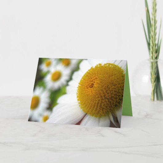 Daisy Birthday Kaart (Voorkant)