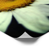 Daisy bloemblaadjes met regendruppels poster (Hoek)