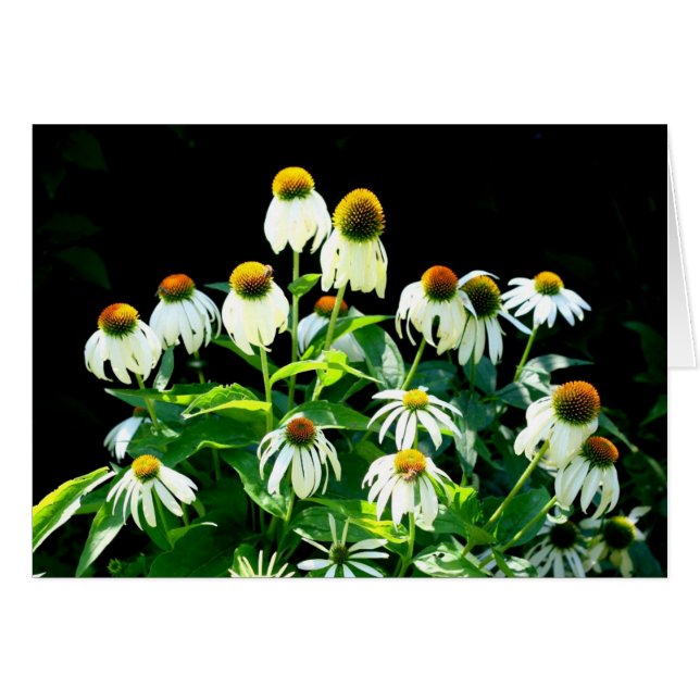 Daisy bloemen (Voorkant Horizontaal)