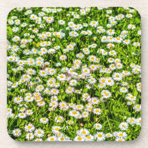 Daisy bloemen bier onderzetter