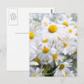 Daisy bloemen briefkaart (Voorkant / Achterkant)