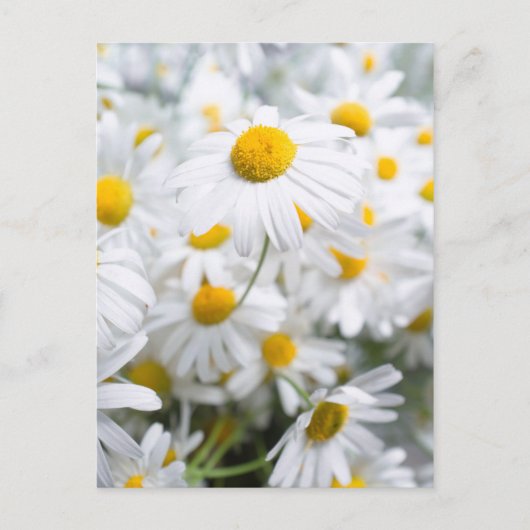 Daisy bloemen briefkaart (Voorkant)
