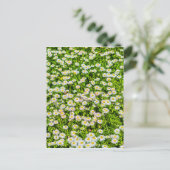Daisy bloemen briefkaart (Staand voorkant)