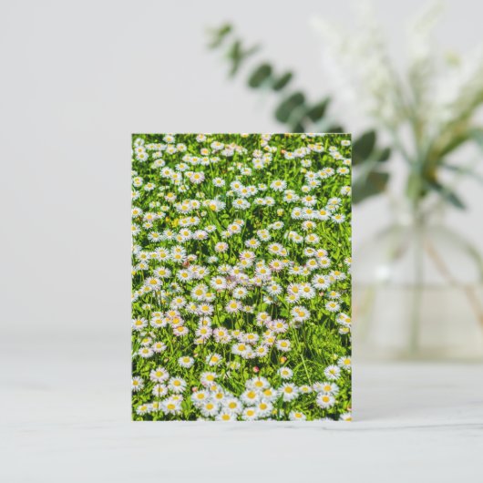 Daisy bloemen briefkaart (Staand voorkant)
