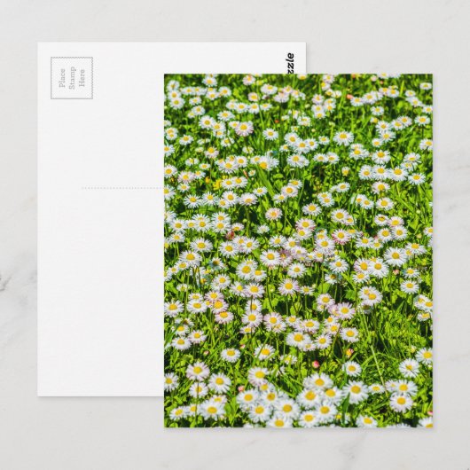 Daisy bloemen briefkaart (Voorkant / Achterkant)