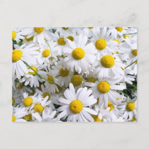 Daisy bloemen briefkaart