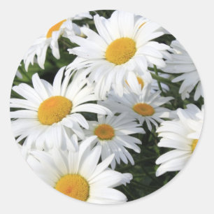 Daisy bloemen groeien wit ronde sticker