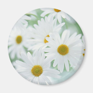 Daisy bloemen magneet