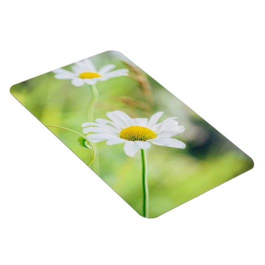 Daisy bloemen op de weide magneet (Rechterzijde)