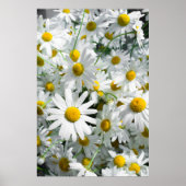 Daisy bloemen poster (Voorkant)