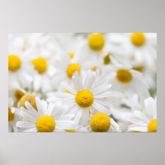 Daisy bloemen poster (Voorkant)