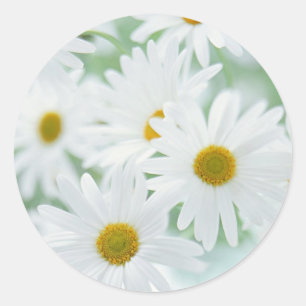 Daisy bloemen ronde sticker