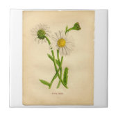  Daisy Botanicals-illustraties Tegeltje (Voorkant)