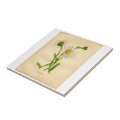  Daisy Botanicals-illustraties Tegeltje (Zijkant)