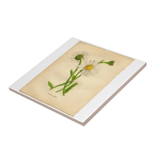  Daisy Botanicals-illustraties Tegeltje (Zijkant)