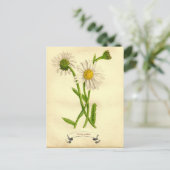 -Daisy-botanische illustratie Briefkaart (Staand voorkant)