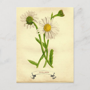 -Daisy-botanische illustratie Briefkaart