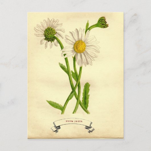 -Daisy-botanische illustratie Briefkaart (Voorkant)
