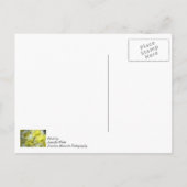 Daisy Bouquets denken aan je Briefkaart (Achterkant)