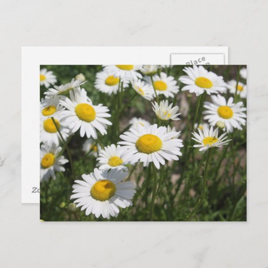 Daisy briefkaart (Voorkant / Achterkant)