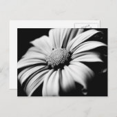 Daisy Briefkaart (Voorkant / Achterkant)