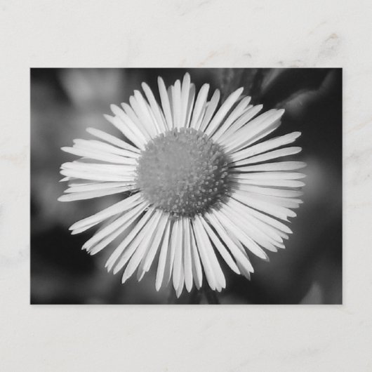 Daisy Briefkaart (Voorkant)