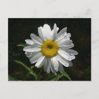 Daisy Briefkaart