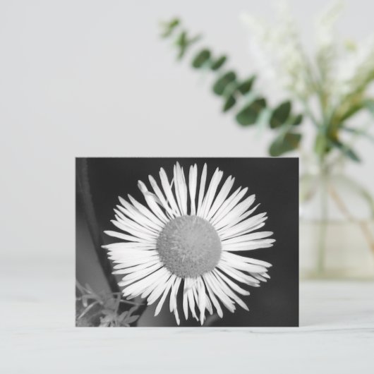  Daisy Briefkaart (Staand voorkant)