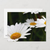 Daisy Briefkaart (Voorkant / Achterkant)