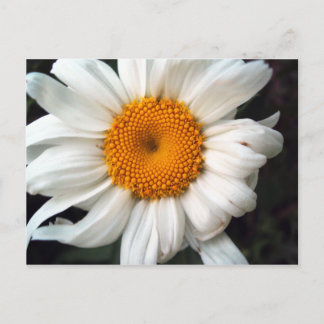 Daisy Briefkaart