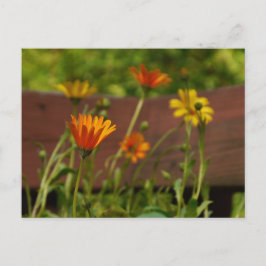 Daisy-Briefkaart Briefkaart