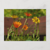 Daisy-Briefkaart Briefkaart (Voorkant)