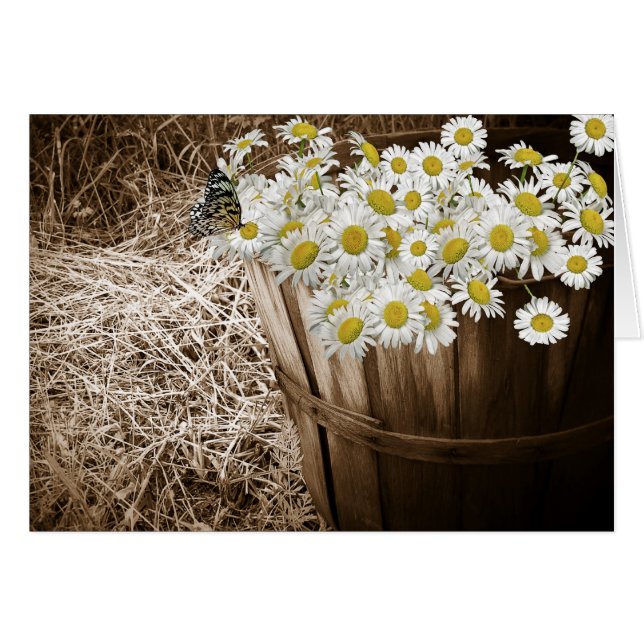 Daisy Bunch (Voorkant Horizontaal)