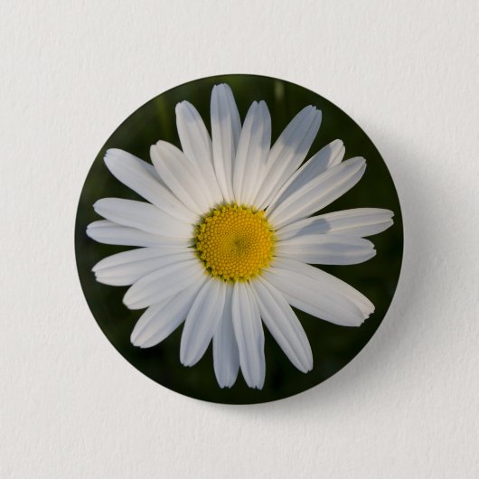 Daisy Button (Voorkant)