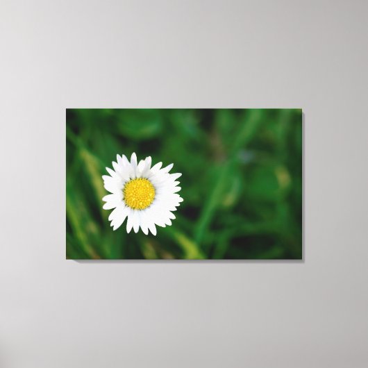 Daisy Canvas Afdruk (Voorkant)