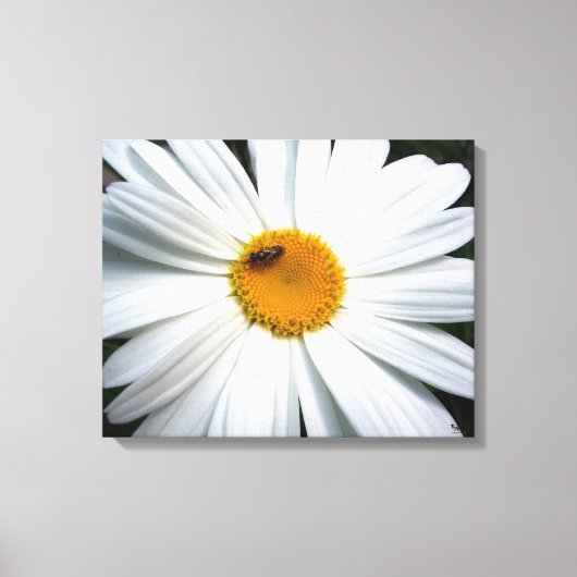 Daisy Canvas Afdruk (Voorkant)