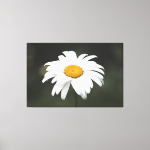 Daisy Canvas Kunst