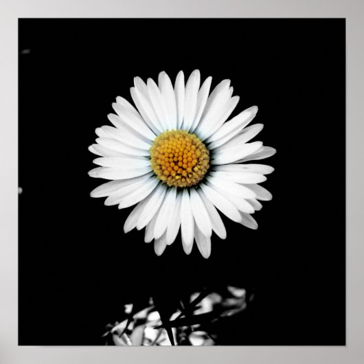 Daisy Canvas Print (Voorkant)