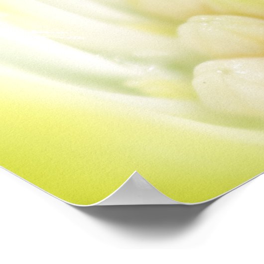 Daisy Canvas Print (Hoek)