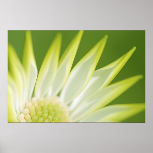 Daisy Canvas Print (Voorkant)