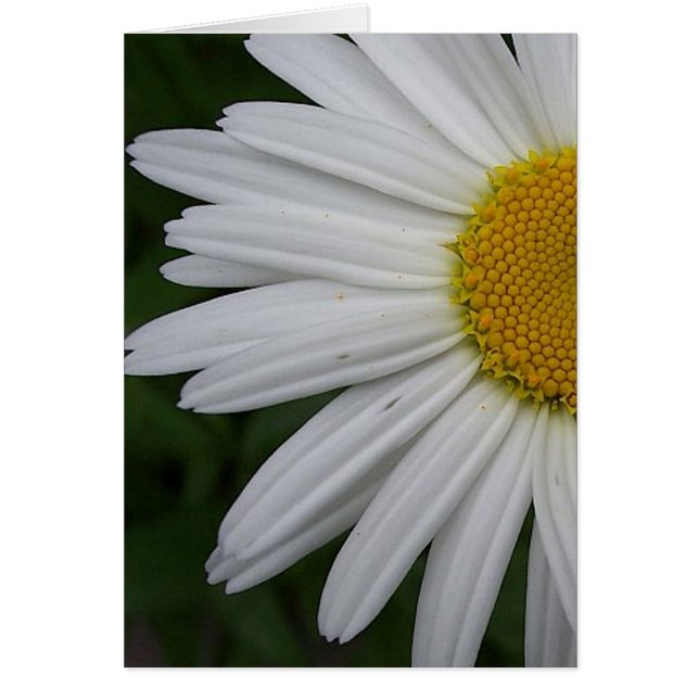 Daisy Card (Voorkant)