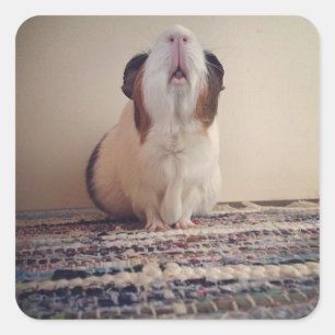Daisy cavia stickers