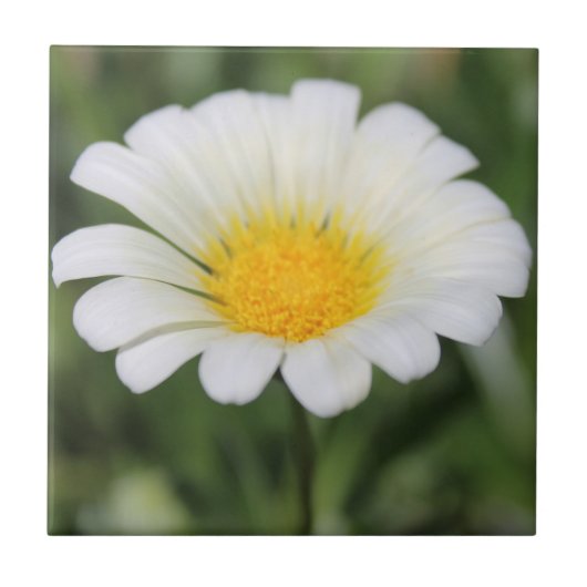 Daisy Ceramic Tile Tegeltje (Voorkant)