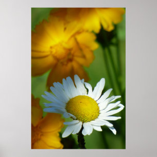 Daisy Chamomile Flower Floral Sunflower Lover Gift Poster