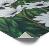 Daisy Chrysanthemum Art Print (Hoek)