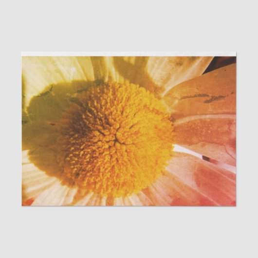 Daisy Close up Tissuepapier (Voorkant)