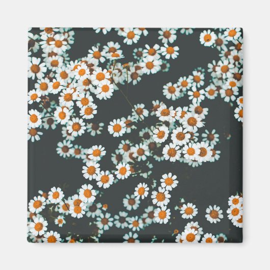 Daisy Daisies Floral Magneet (Voorkant)