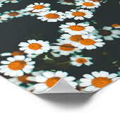 Daisy Daisies Floral Poster (Hoek)
