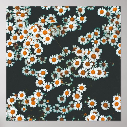 Daisy Daisies Floral Poster (Voorkant)