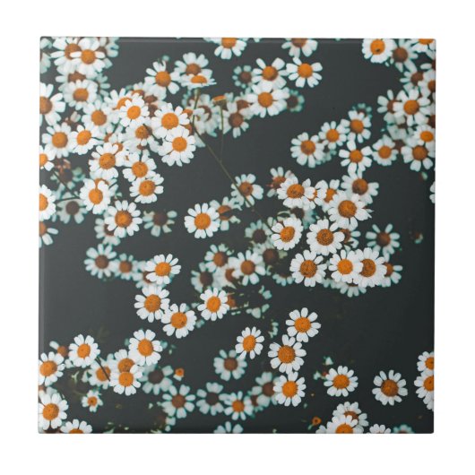 Daisy Daisies Floral Tegeltje (Voorkant)